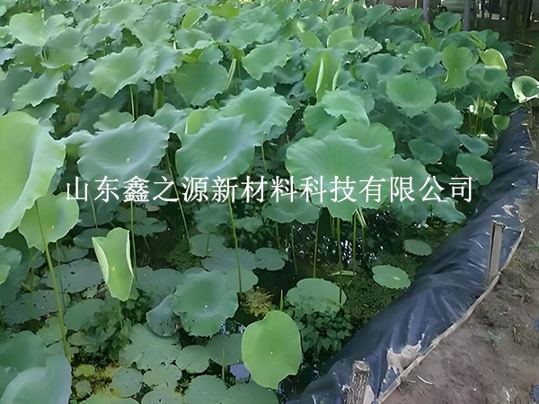 鋪設(shè)魚蝦養(yǎng)殖防滲膜，對(duì)養(yǎng)殖效率有這些關(guān)鍵影響